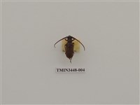 藏品(扁角鋸天牛)的圖片